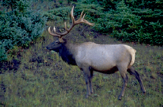 Rocky Moutian Elk